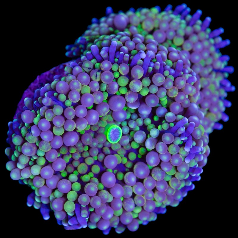 Ultra Ricordea Mushrooms