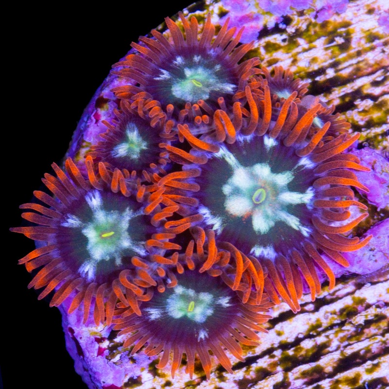 Vivid's Flaming Fireball Zoanthids