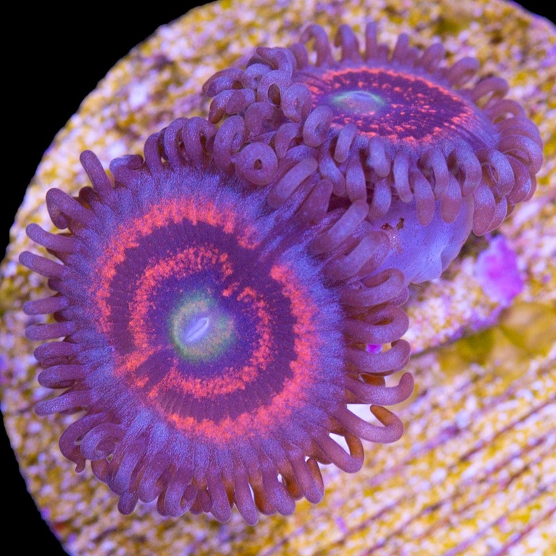 Vivid's Gobstopper Zoanthids