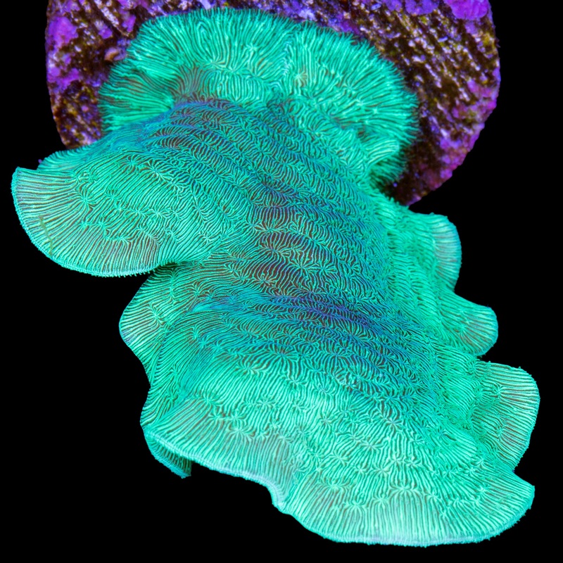 Vivid's Green Branching Pavona Coral
