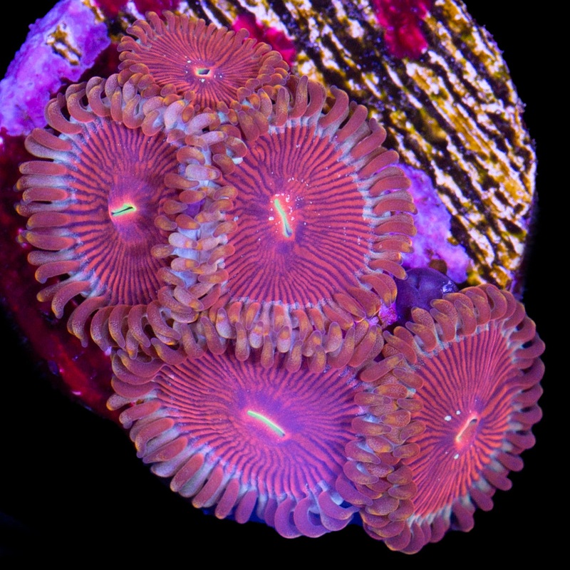 Vivid's Molten Agave Zoanthids