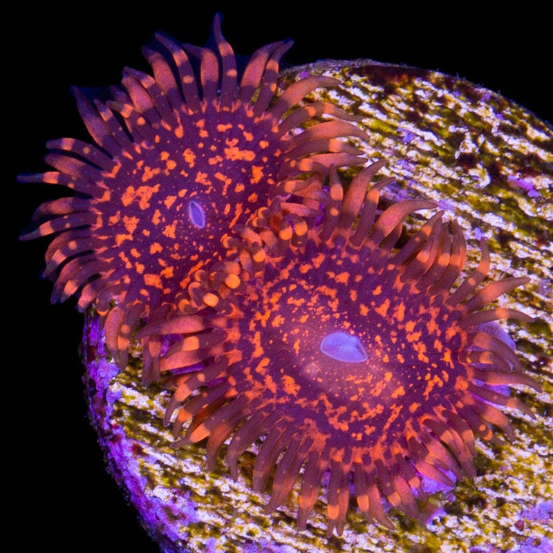 Vivid's Nightmare Zoanthids