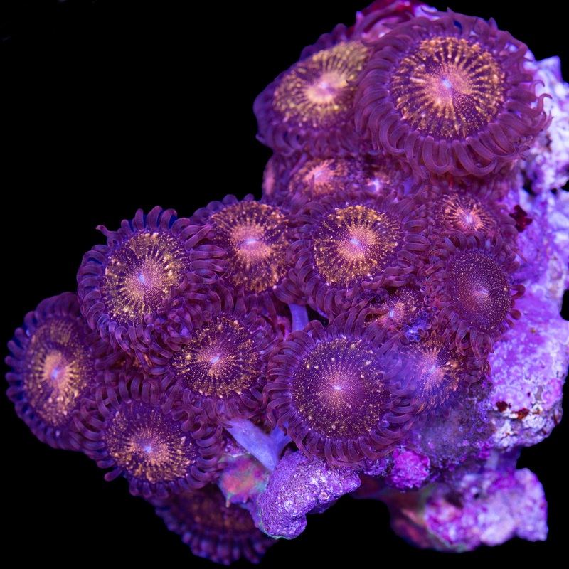 Vivid's Pandora Zaonthids