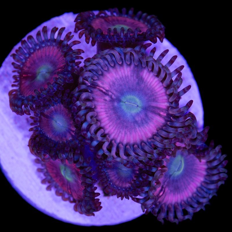 Vivid's Pink Flamingo Zoanthid Coral