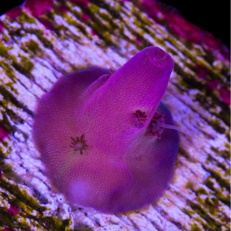 Vivid's Pink Monster Acropora Coral - New Release