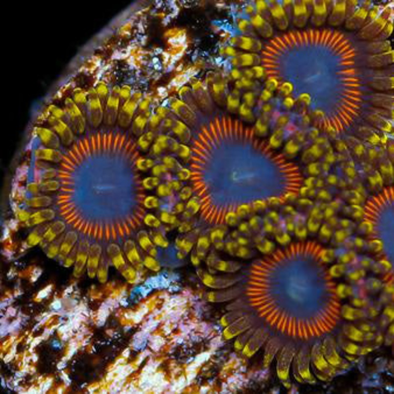 Vivid's Static Zoanthid
