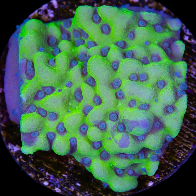 Vivid's Uranium Montipora Coral - 1st Release