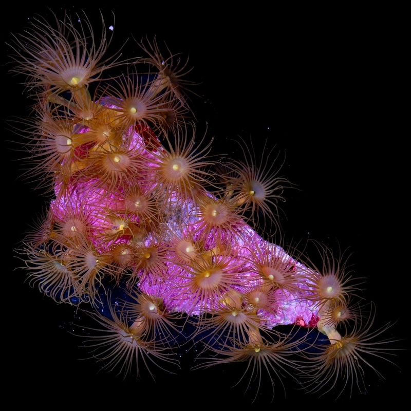 Vivid's Yellow Polyps