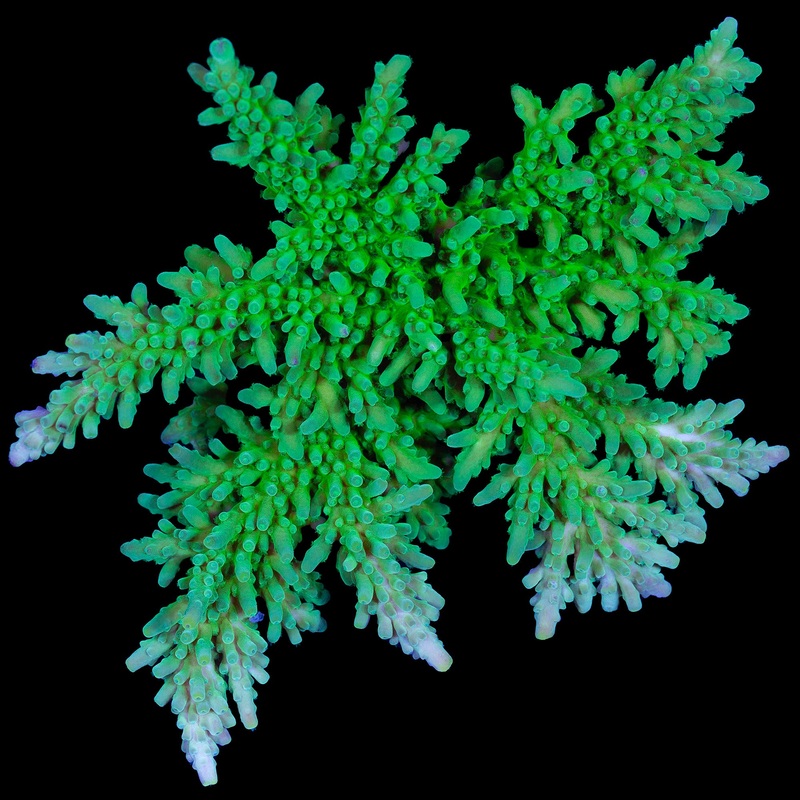 XXL Green Tort Acropora Coral Colony
