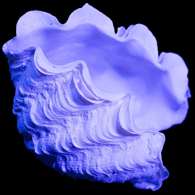 5" Maxima Clam Shell - Great Decor or Aquascape Addition