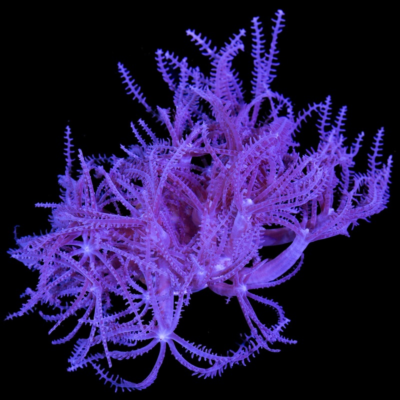 Anthelia Coral