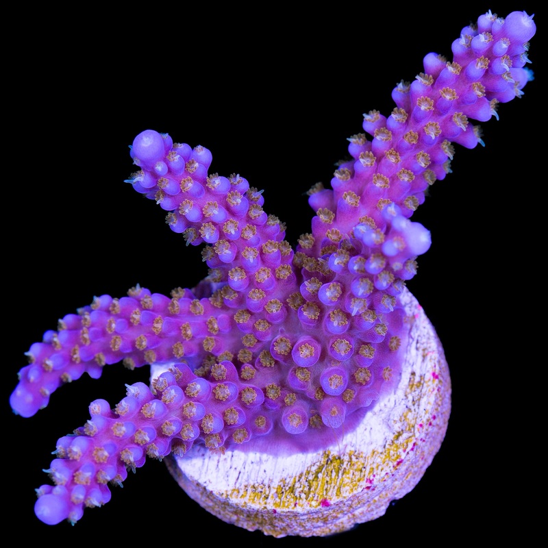 ARC Fireworks Acropora Coral - XL Frag