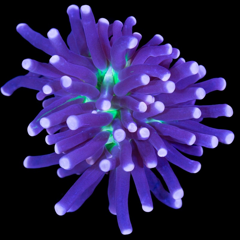 Atomic Torch Coral