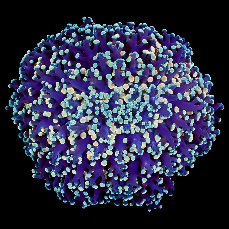 Aussie Kingspawn Coral