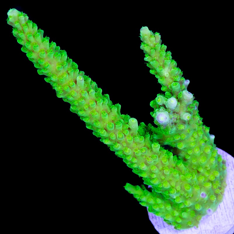 Bali Slimer Acropora Coral - Lg Frag