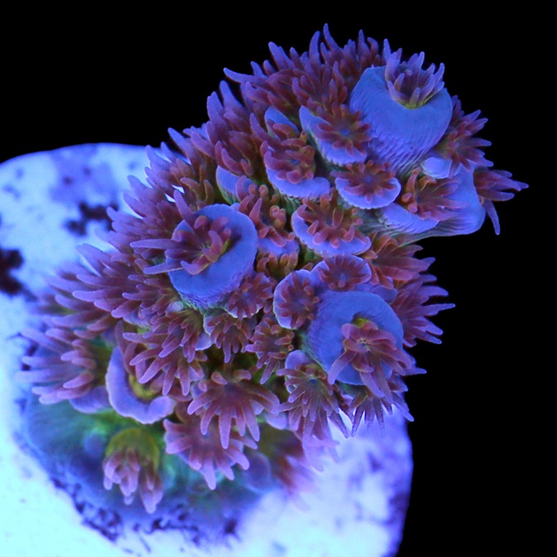 Battlecorals Lasermelon Acropora Coral