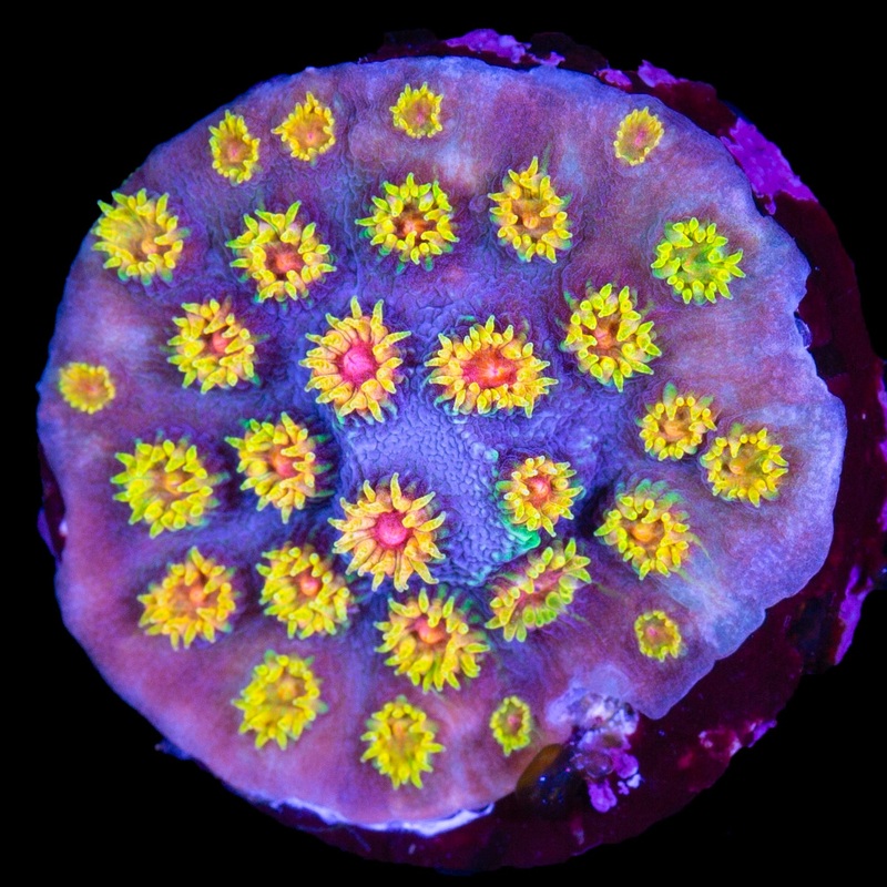 Bizarro Cyphastrea Coral