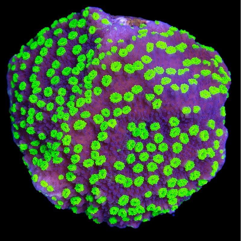 Black Magic Montipora Coral