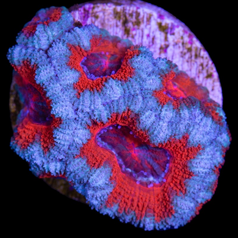 Blood Diamond Acan Lord Coral