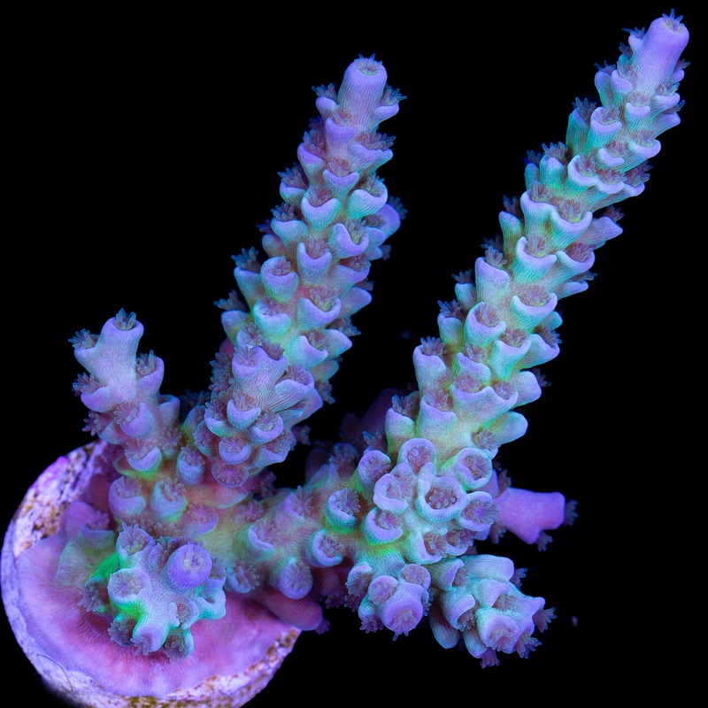 Blue Green Tenuis Acropora Coral