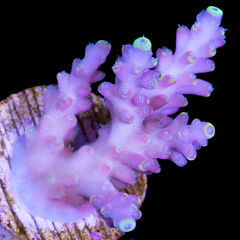 Candyland Acropora Coral