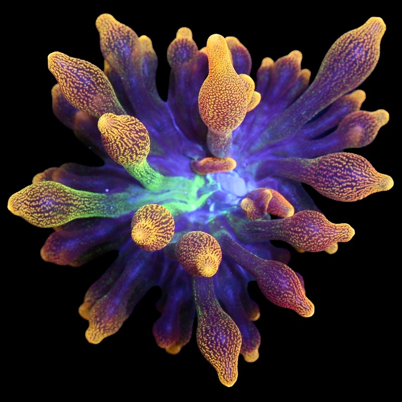 Chicago Sunburst Anemone