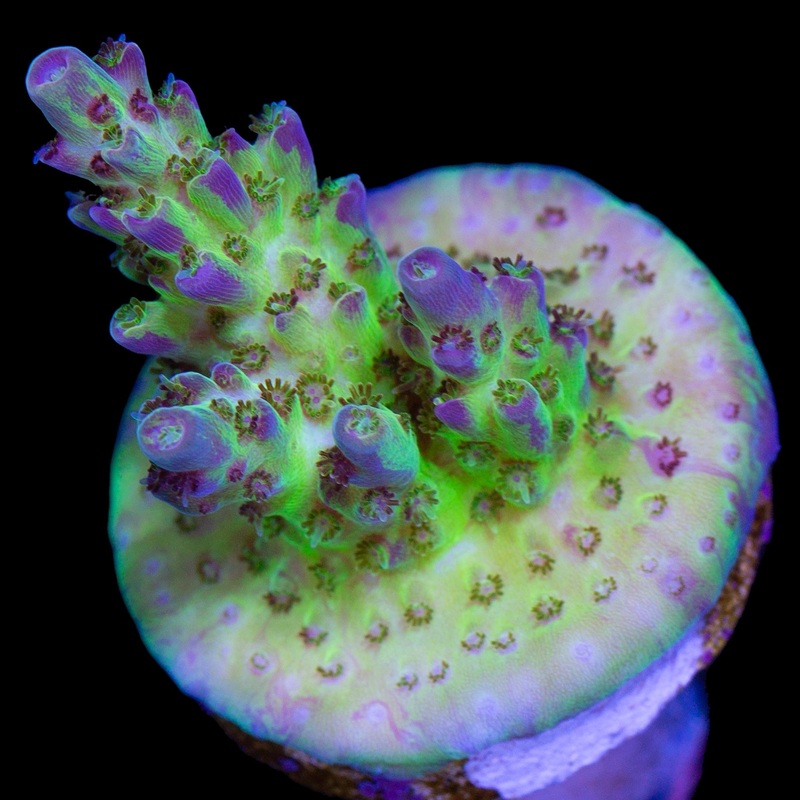 Crazy Graft Acropora Coral