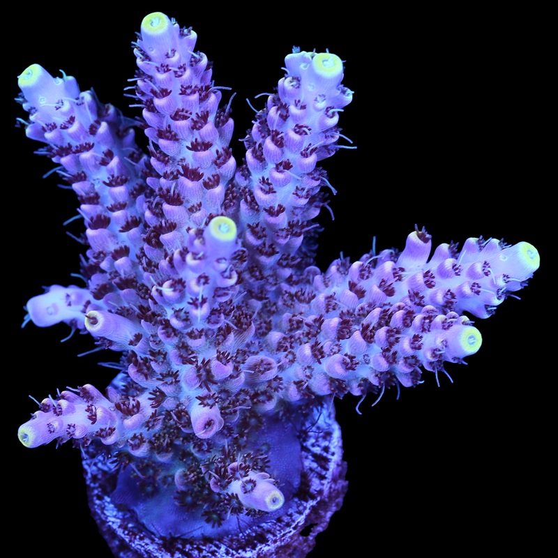 Date Night Acropora Coral