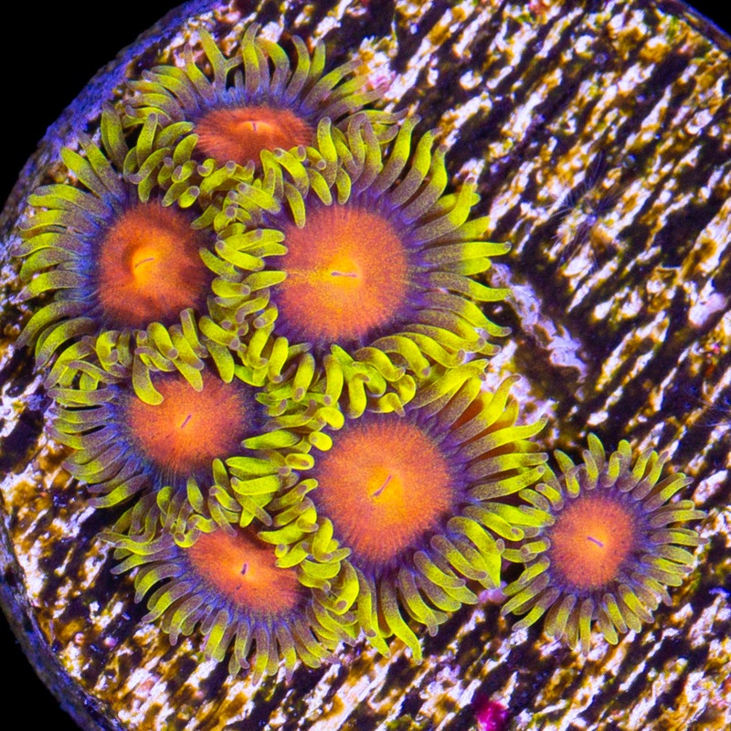 Dragon Eye Zoanthid Coral