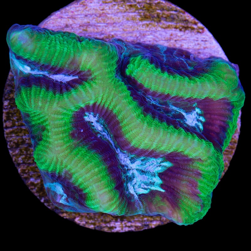 Dragon Soul Platygyra Coral