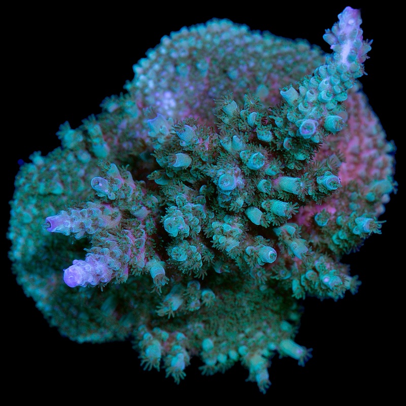 Emerald Staghorn Acropora Colony - Vivid Grown