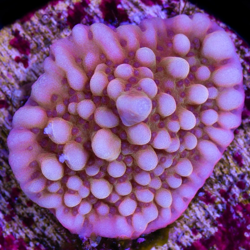 Fairytale Montipora Coral
