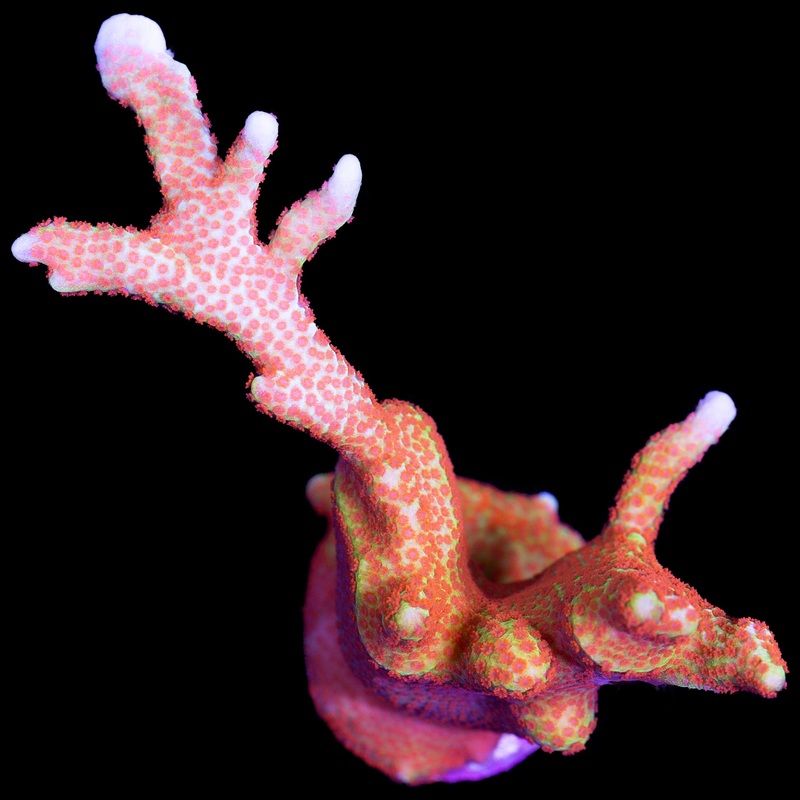 Forest Fire Montipora Digitata Coral - Lg Frag