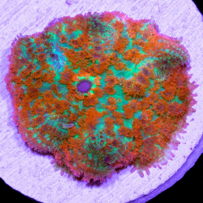 Forest Fire Mushroom