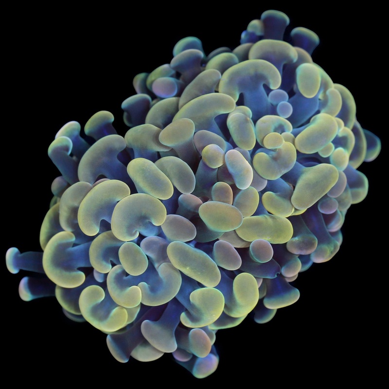 Golden Branching Hammer Coral