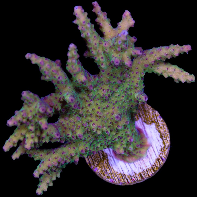 Goldfinger Acropora Coral - Mini Colony