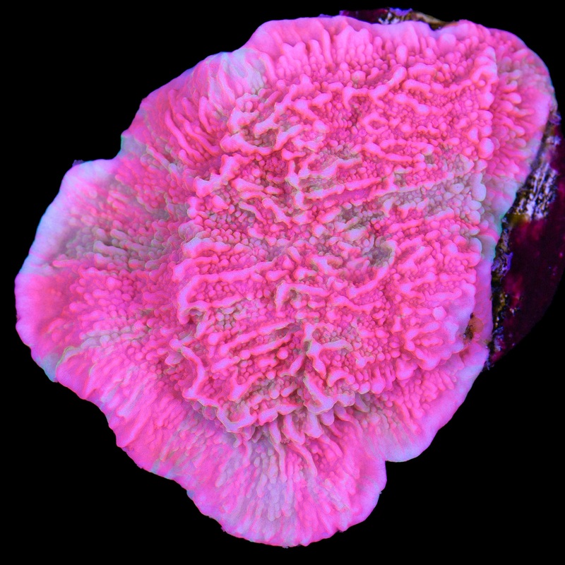 Grafted Montipora Capricornus Coral