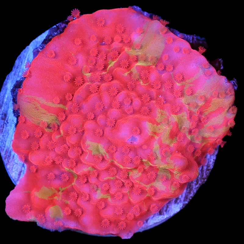 Grafted Montipora Setosa Coral