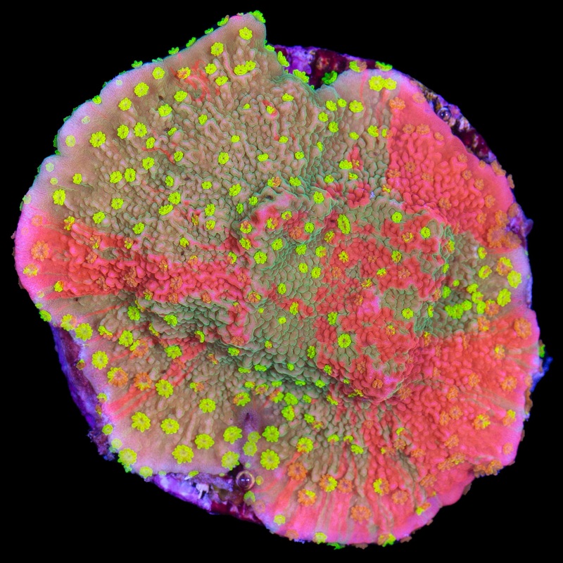 Grafted Starburst Montipora Capricornus