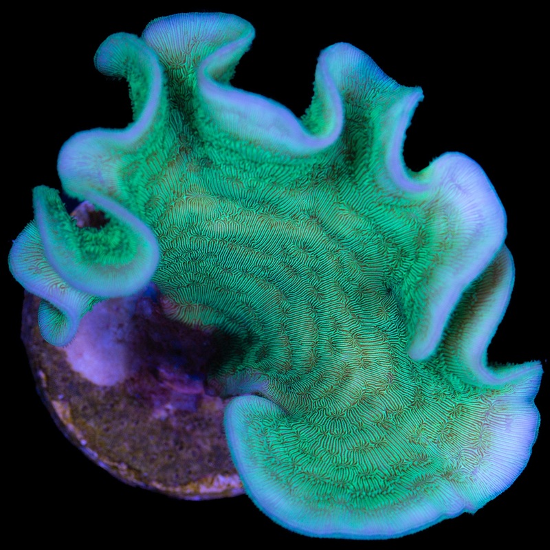 Green Branching Pavona Coral
