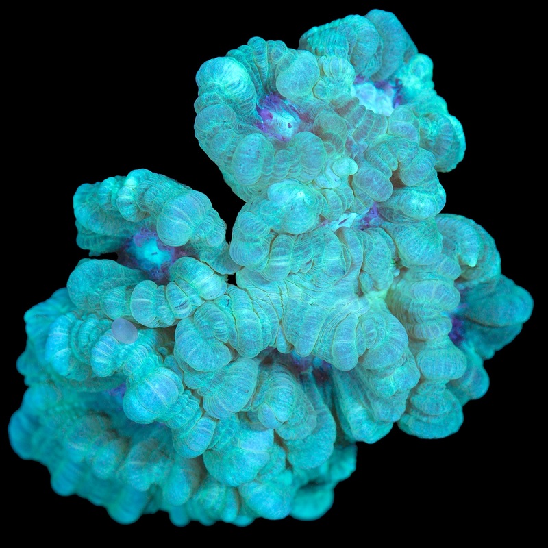 Green Candy Cane Coral - Mini Colony