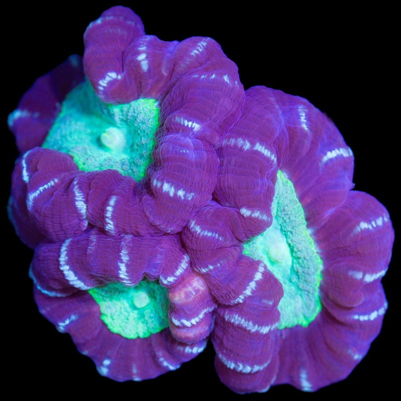 Green Eye Candy Cane Coral