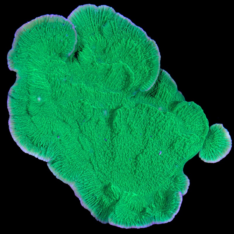 Green Montipora Capricornus Colony