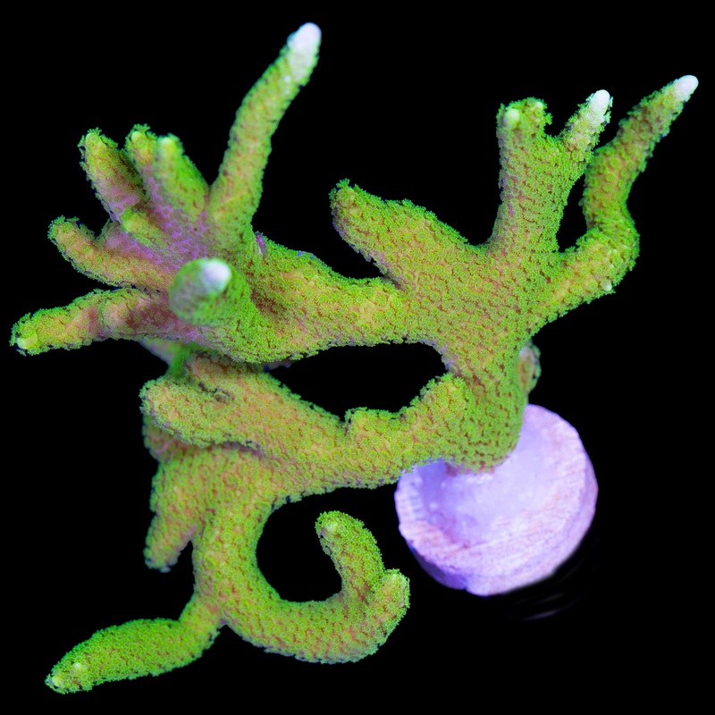 Green Montipora Digitata Colony