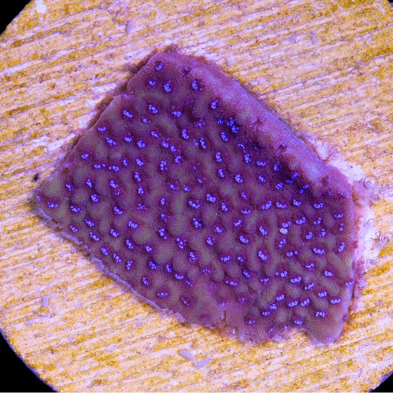 Hologram Montipora Coral