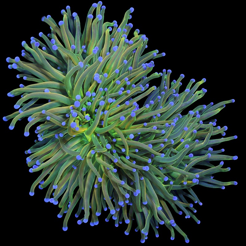 Holy Grail Torch Coral Colony