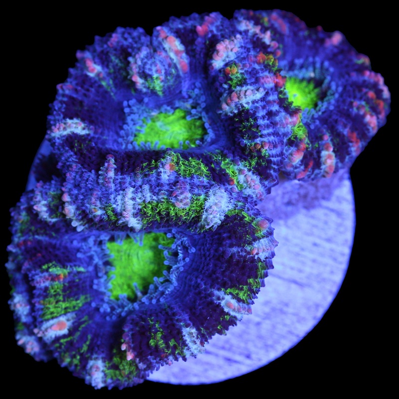 Hulk Acan Coral