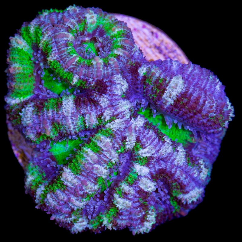 Hulk Acan Lord Coral - Lg Frag