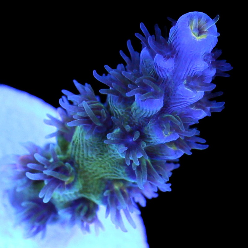 JF Jolt Acropora Coral