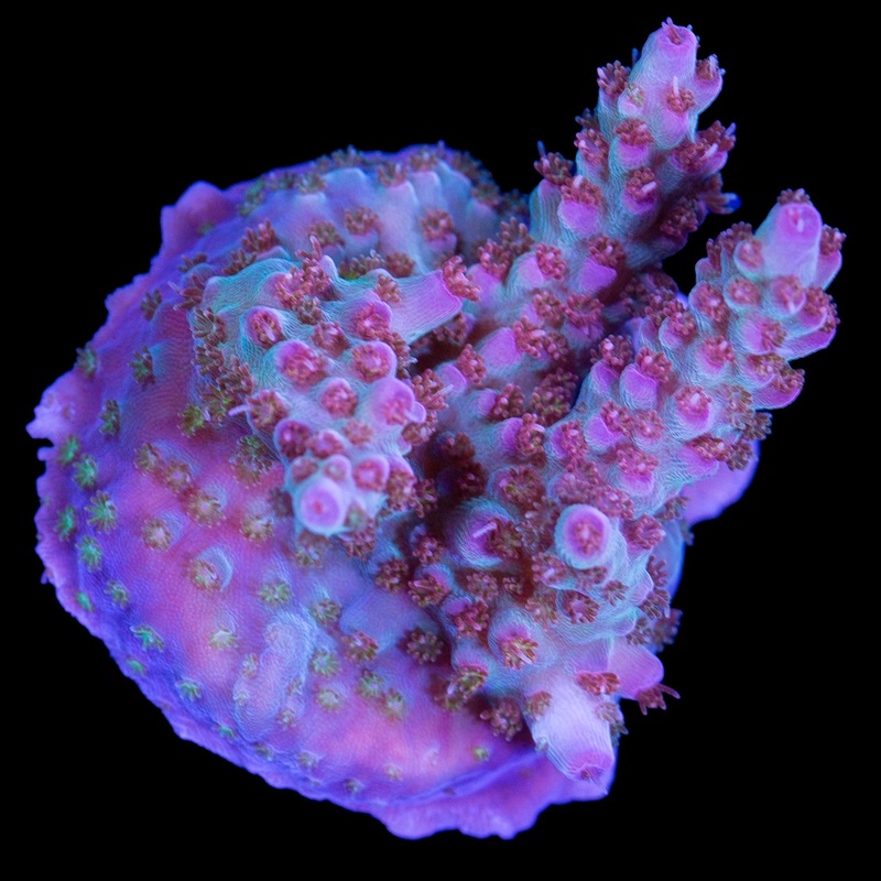 Jubilee Acropora Coral